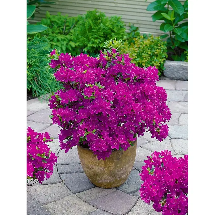 Pflanzen für dich Rhododendron 15-20 cm - Rhododendron obtusum 'Purpurtraum', Blütenfarbe: Violett - Lebendige magentafarbene Azalee in einem Terrakottatopf auf einer Steinterrasse.