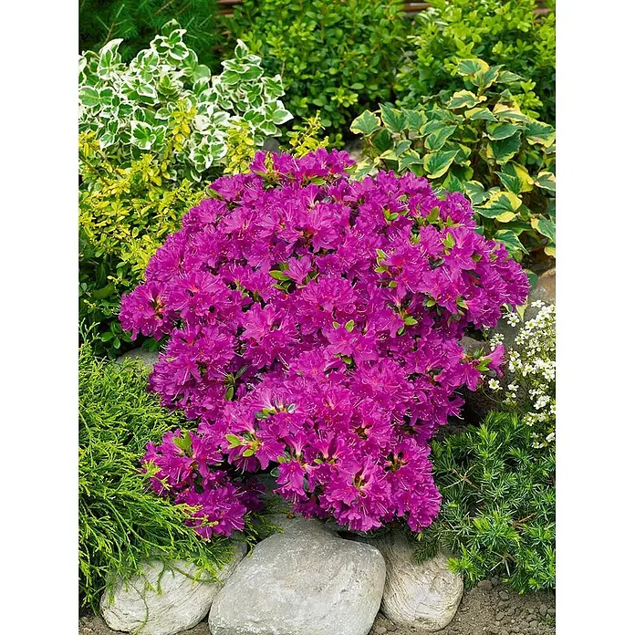 Pflanzen für dich Rhododendron 15-20 cm - Rhododendron obtusum 'Purpurtraum', Blütenfarbe: Violett - Leuchtend lila Azaleenbusch blüht im Garten, umgeben von grünem Laub und Steinen.
