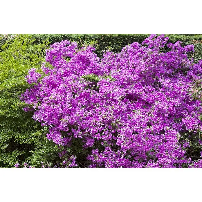 Pflanzen für dich Rhododendron 15-20 cm - Rhododendron obtusum 'Purpurtraum', Blütenfarbe: Violett - Dichter Busch aus leuchtend violetten Blüten mit grünem Laub.