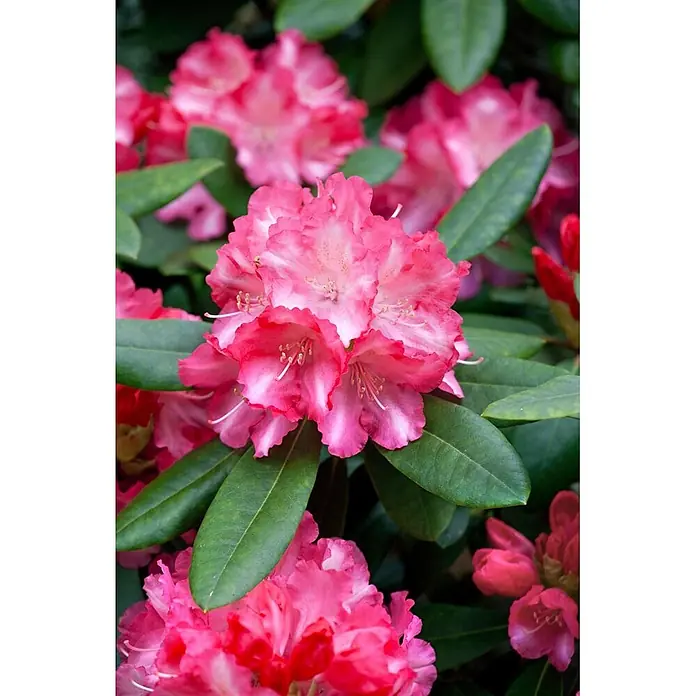 Pflanzen für dich Rhododendron 40-50 cm - Rhododendron yakushimanum 'Marlis', Blütenfarbe: Rosa - Lebhaft rosa Rhododendronblüten mit weißen Zentren und grünen Blättern, blühend in Nahaufnahme.