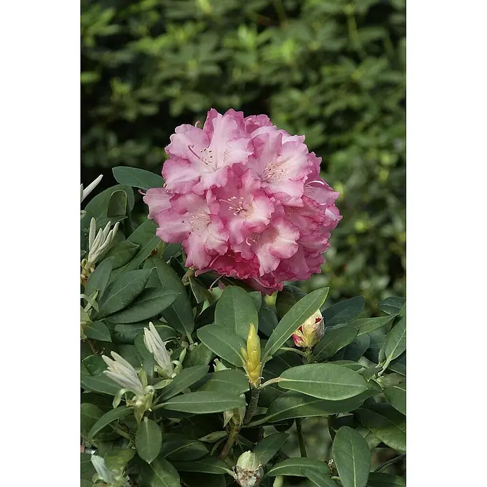 Pflanzen für dich Rhododendron 40-50 cm - Rhododendron yakushimanum 'Marlis', Blütenfarbe: Rosa - Nahaufnahme einer lebhaften pinkfarbenen Rhododendron-Blütenbüschel, die zwischen grünen Blättern und Knospen blüht.