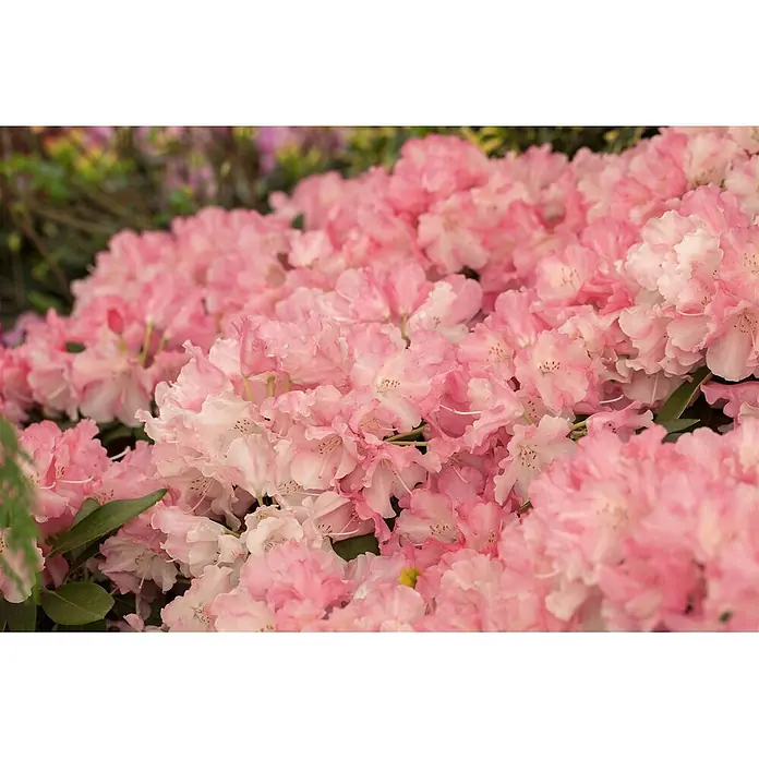 Pflanzen für dich Rhododendron 40-50 cm - Rhododendron yakushimanum 'Marlis', Blütenfarbe: Rosa - Viele zarte hellrosa bis tiefrosafarbene Blüten, die den Rahmen mit gekräuselten Blütenblättern füllen.