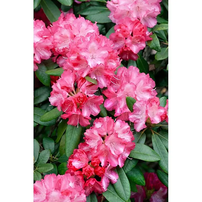 Pflanzen für dich Rhododendron 40-50 cm - Rhododendron yakushimanum 'Marlis', Blütenfarbe: Rosa - Dichte Büschel leuchtend rosa Rhododendronblüten mit weißen Zentren zwischen grünen Blättern.