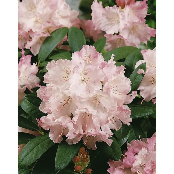 Pflanzen für dich Rhododendron 40-50 cm - Rhododendron yakushimanum 'Marlis', Blütenfarbe: Rosa - Hellrosa Rhododendronblüten mit gekräuselten Blütenblättern und grünen Blättern.