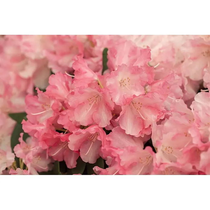 Pflanzen für dich Rhododendron 40-50 cm - Rhododendron yakushimanum 'Marlis', Blütenfarbe: Rosa - Nahaufnahme von leuchtend rosa Rhododendronblüten mit zarten Blütenblättern und sichtbaren Staubgefäßen.