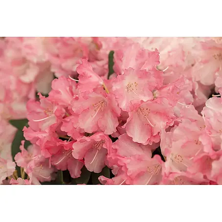Pflanzen für dich  Rhododendron 20-25 cm