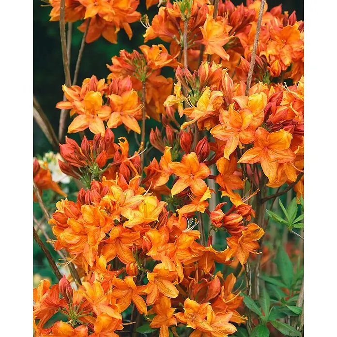 Pflanzen für dich Rhododendron 30 - 40 cm - Rhododendron luteum 'Golden Eagle', Blütenfarbe: Orange - Üppige Pflanze mit Büscheln leuchtend orange-roter Azaleenblüten in voller Blüte.