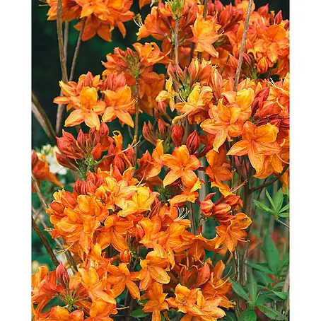 Pflanzen für dich  Rhododendron 30 - 40 cm