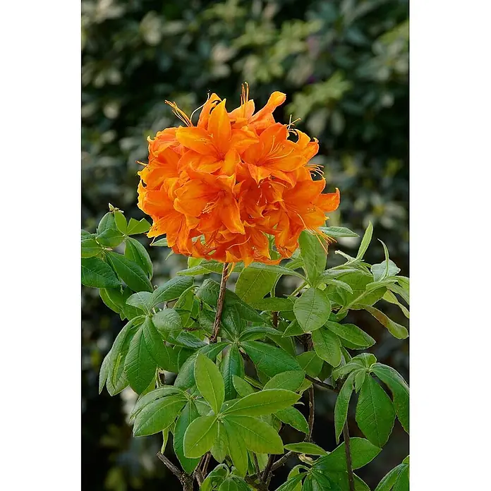 Pflanzen für dich Rhododendron 30-40 cm - Rhododendron luteum 'Golden Eagle', Blütenfarbe: Orange - Leuchtend orange Azaleenblüten inmitten grüner Blätter.
