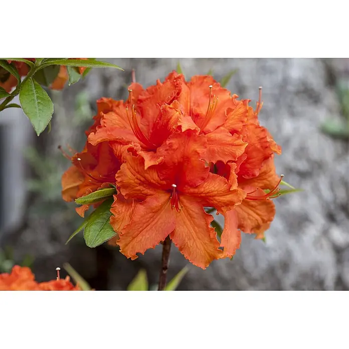 Pflanzen für dich Rhododendron 30-40 cm - Rhododendron luteum 'Golden Eagle', Blütenfarbe: Orange - Büschel leuchtend oranger Blüten mit gekräuselten Blütenblättern und auffälligen Staubgefäßen, umgeben von grünen Blättern.