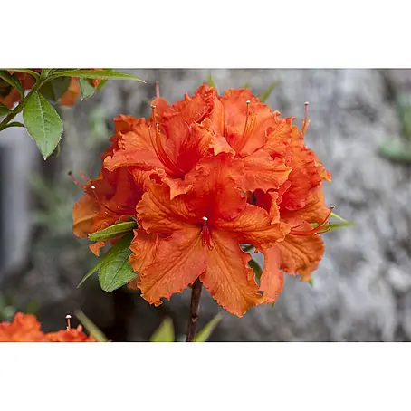 Pflanzen für dich  Rhododendron 30-40 cm