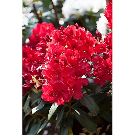 Pflanzen für dich  Rhododendron 30-40 cm