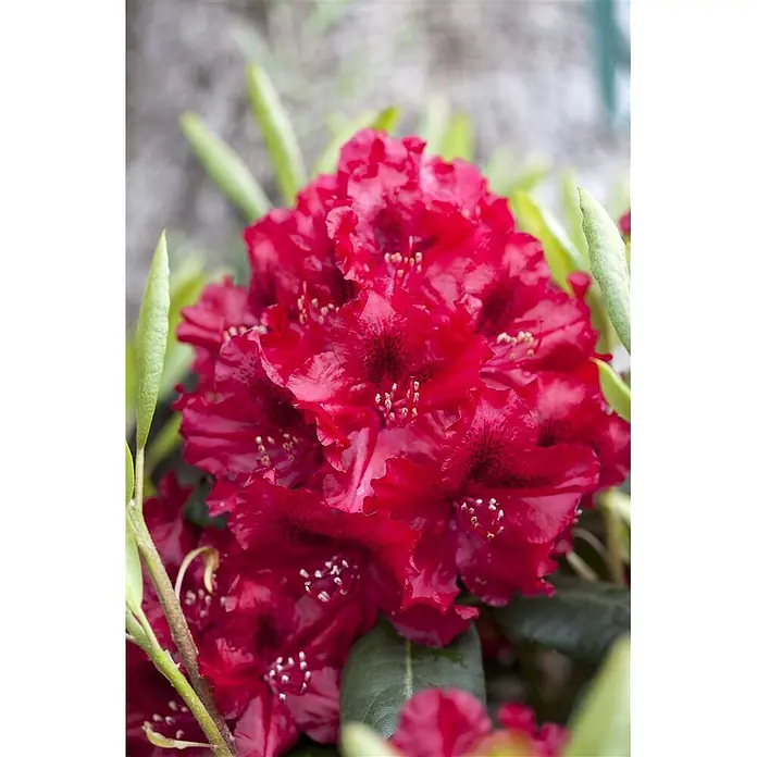 Pflanzen für dich Rhododendron 30-40 cm - Rhododendron 'Erato', Blütenfarbe: Rot - Nahaufnahme einer leuchtend roten Rhododendron-Blütenpracht mit gekräuselten Blütenblättern und auffälligen Staubblättern, umgeben von grünen Blättern.
