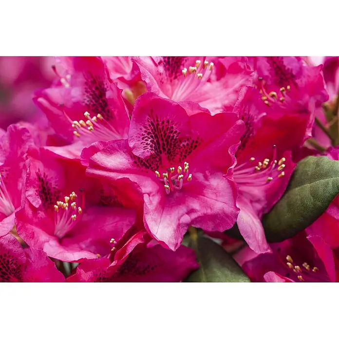 Pflanzen für dich Rhododendron 30-40 cm - Rhododendron 'Erato', Blütenfarbe: Rot - Nahaufnahme von leuchtend rosa Blüten mit gesprenkelten Zentren und gelben Staubgefäßen.