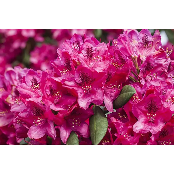 Pflanzen für dich Rhododendron 30-40 cm - Rhododendron 'Erato', Blütenfarbe: Rot - Lebhaft pinke Rhododendronblüten mit dunklen gesprenkelten Blütenblättern und prominenten Staubblättern, inmitten grüner Blätter.