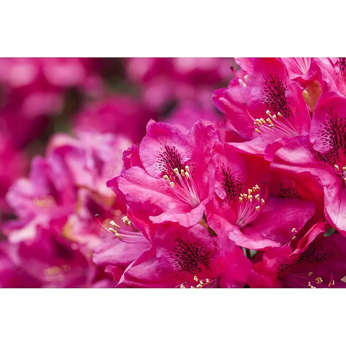 Pflanzen für dich Rhododendron 30-40 cm - Rhododendron 'Erato', Blütenfarbe: Rot - Nahaufnahme leuchtend pinker Rhododendronblüten mit dunklen Sprenkeln und gelben Staubblättern.