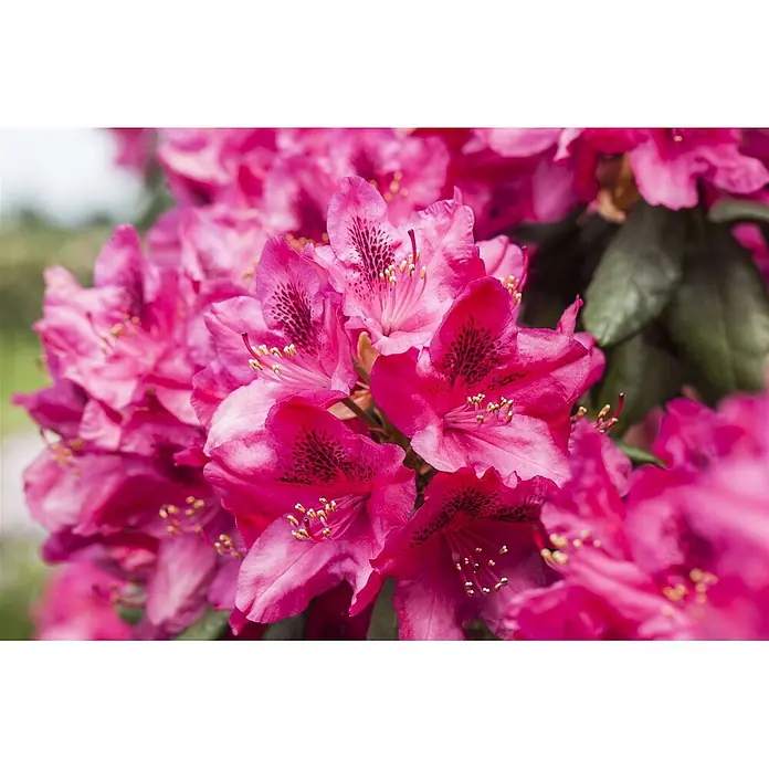 Pflanzen für dich Rhododendron 30-40 cm - Rhododendron 'Erato', Blütenfarbe: Rot - Leuchtend pinke Rhododendronblüten mit dunklen gesprenkelten Blütenblättern und hellgelben Staubgefäßen in üppiger Blüte.