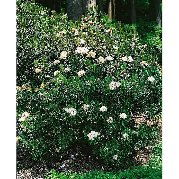 Pflanzen für dich Rhododendron 30-40 cm - Rhododendron roxieanum var. oreonastes, Blütenfarbe: Weiß - Ein dichter immergrüner Strauch mit langen grünen Blättern und cremeweißen Blütenbüscheln, in einer Gartenumgebung.
