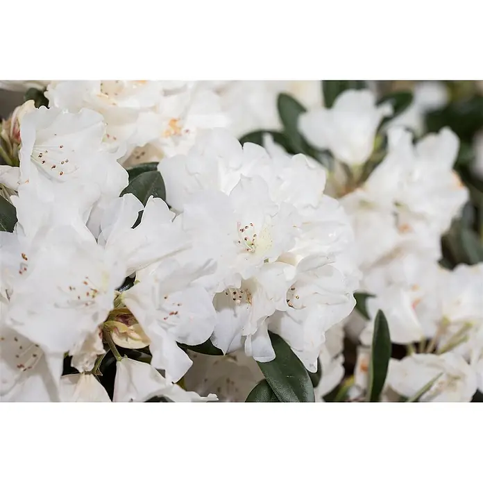 Pflanzen für dich Rhododendron 30-40 cm - Rhododendron roxieanum var. oreonastes, Blütenfarbe: Weiß - Gruppe weißer Rhododendronblüten mit sichtbaren Staubgefäßen und grünen Blättern.