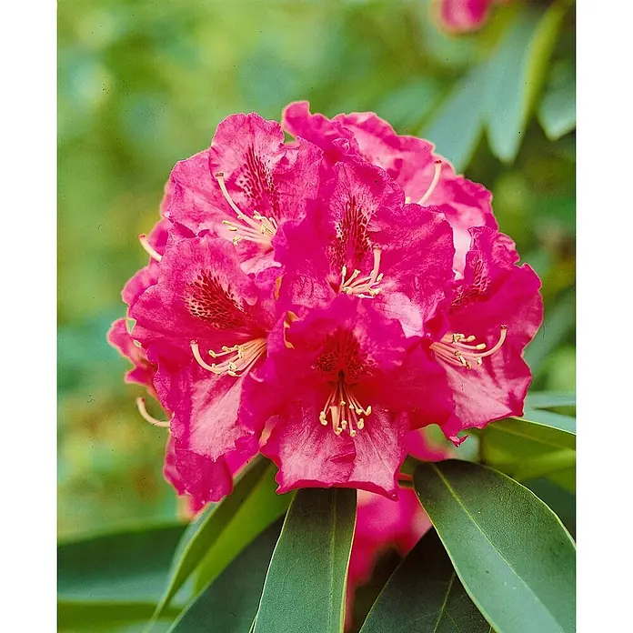 Pflanzen für dich Rhododendron 30-40 cm - Rhododendron 'Wilgen's Ruby', Blütenfarbe: Rot - Ein Büschel leuchtend rosa Rhododendronblüten mit dunkleren Sprenkeln auf den Blütenblättern.