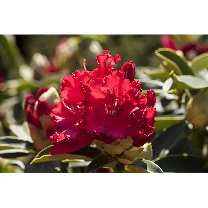 Pflanzen für dich Rhododendron 30-40 cm - Rhododendron 'Wilgen's Ruby', Blütenfarbe: Rot - Nahaufnahme einer leuchtend roten Rhododendronblüte in voller Pracht.