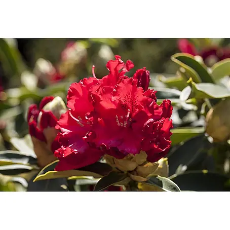 Pflanzen für dich  Großblumiger Rhododendron 40-50 cm