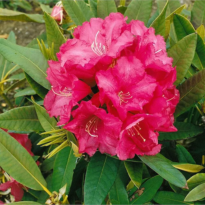 Pflanzen für dich Rhododendron 30-40 cm - Rhododendron 'Wilgen's Ruby', Blütenfarbe: Rot - Nahaufnahme eines leuchtend rosa Rhododendron-Blütenclusters mit grünen Blättern.
