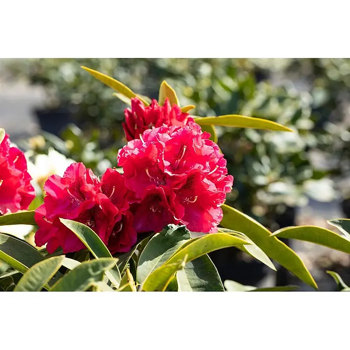 Pflanzen für dich Rhododendron 30-40 cm - Rhododendron 'Wilgen's Ruby', Blütenfarbe: Rot - Leuchtend rote Rhododendronblüten mit markanten grünen Blättern.
