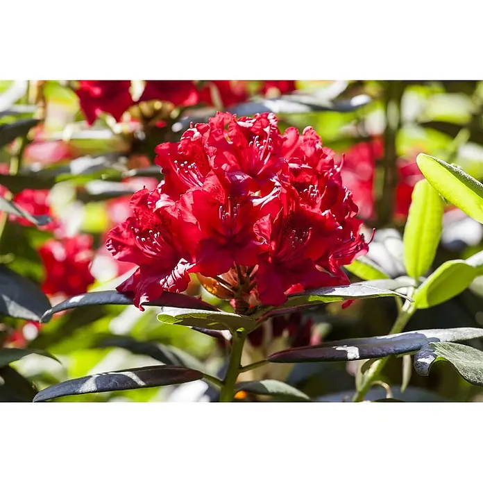 Pflanzen für dich Rhododendron 30-40 cm - Rhododendron 'Wilgen's Ruby', Blütenfarbe: Rot - Leuchtend rote Rhododendronblüten mit gesprenkelten Blütenblättern und weißen Staubblättern, umgeben von grünen Blättern.