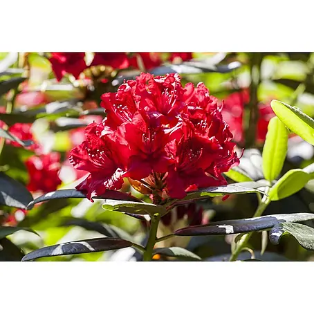 Pflanzen für dich  Rhododendron 30-40 cm