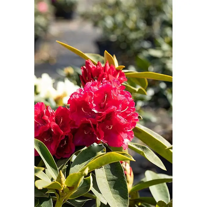 Pflanzen für dich Rhododendron 30-40 cm - Rhododendron 'Wilgen's Ruby', Blütenfarbe: Rot - Leuchtend rote Blüten blühen inmitten grüner Blätter in einer Gartenumgebung.