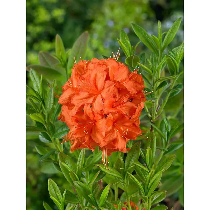 Pflanzen für dich Rhododendron 40-50 cm - Rhododendron luteum 'Parkfeuer', Blütenfarbe: Orange - Gruppe leuchtend oranger Azaleenblüten mit zarten Staubgefäßen, umgeben von grünen Blättern.