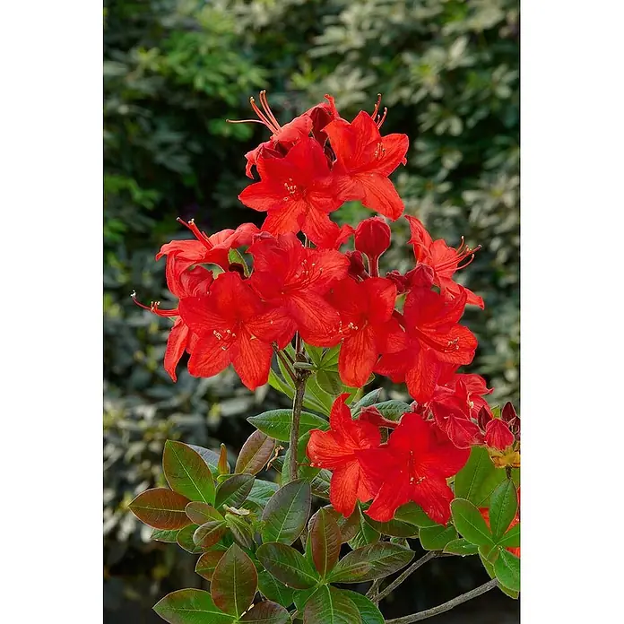Pflanzen für dich Rhododendron 40-50 cm - Rhododendron luteum 'Parkfeuer', Blütenfarbe: Orange - Leuchtend rote Azaleenblüten mit markanten Staubblättern an einer grünblättrigen Pflanze.