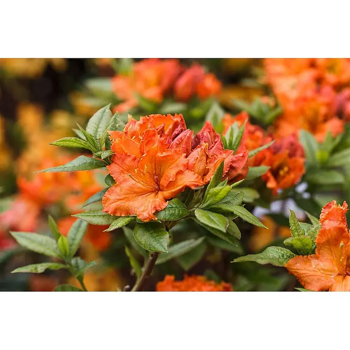 Pflanzen für dich Rhododendron 40-50 cm - Rhododendron luteum 'Parkfeuer', Blütenfarbe: Orange - Leuchtend orange Azaleenblüten mit üppigen grünen Blättern, blühend in natürlicher Umgebung.