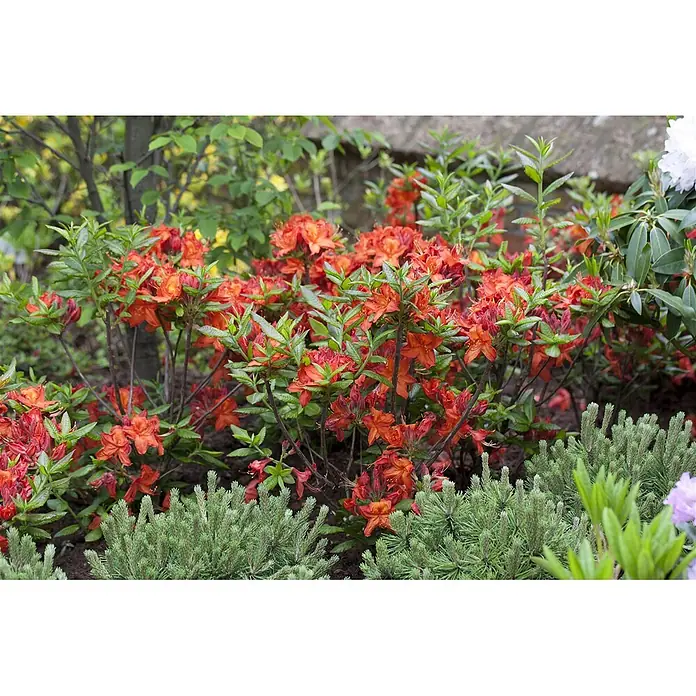 Pflanzen für dich Rhododendron 40-50 cm - Rhododendron luteum 'Parkfeuer', Blütenfarbe: Orange - Leuchtend orangefarbene Azaleen blühen in einem üppigen grünen Garten.