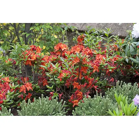Pflanzen für dich  Rhododendron 40-50 cm