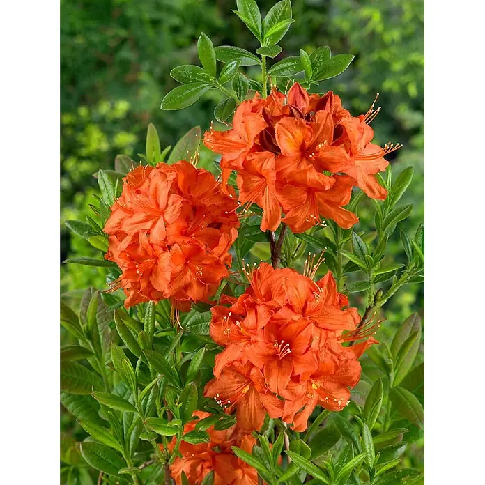 Pflanzen für dich Rhododendron 40-50 cm - Rhododendron luteum 'Parkfeuer', Blütenfarbe: Orange - Lebendige orangefarbene Azaleenblüten in Büscheln.