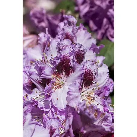 Pflanzen für dich  Rhododendron 50-60 cm