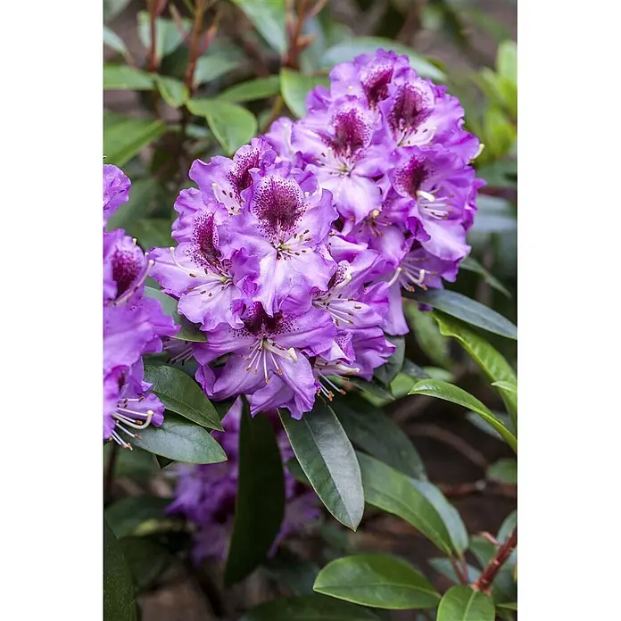 Pflanzen für dich Rhododendron 30-40 cm - Rhododendron 'Pfauenauge', Blütenfarbe: Violett - Leuchtend lila Rhododendronblüten mit dunklen Flecken in der Mitte, umgeben von grünen Blättern.
