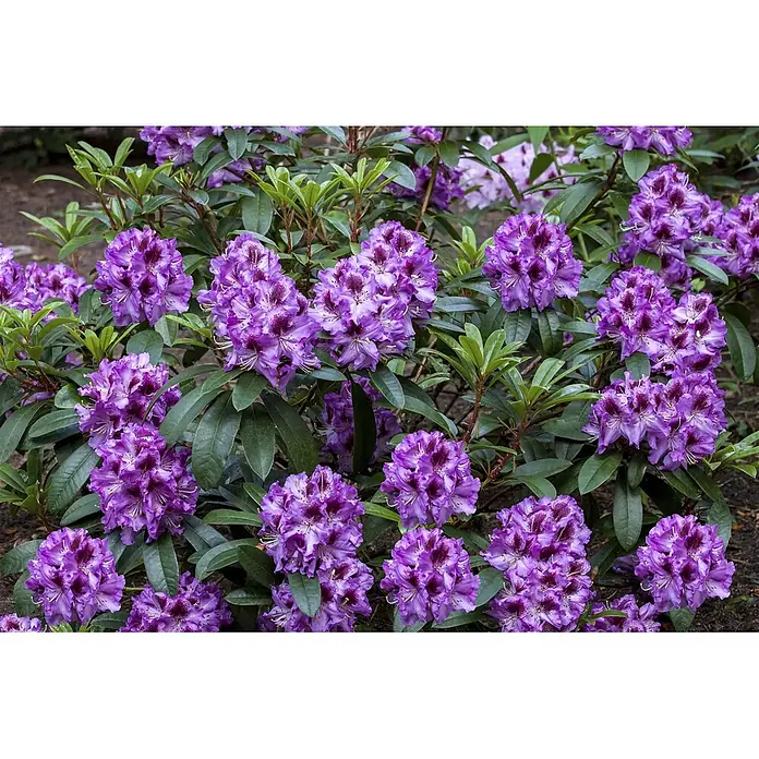 Pflanzen für dich Rhododendron 30-40 cm - Rhododendron 'Pfauenauge', Blütenfarbe: Violett - Lebhaft purpurfarbene Rhododendronblüten mit markanten dunkleren Flecken, umgeben von sattgrünen Blättern.
