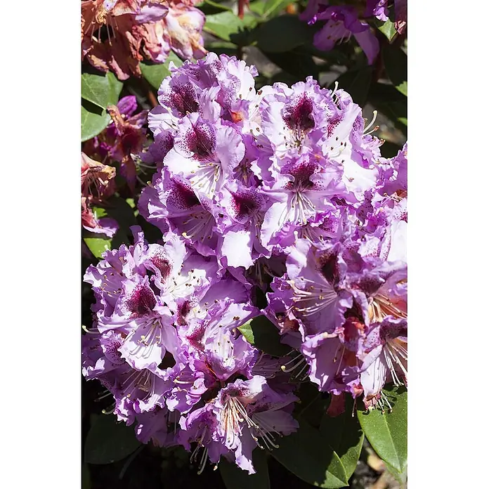 Pflanzen für dich Rhododendron 30-40 cm - Rhododendron 'Pfauenauge', Blütenfarbe: Violett - Lebhafter Cluster violetter Rhododendronblüten mit dunklen, gesprenkelten Hälsen.