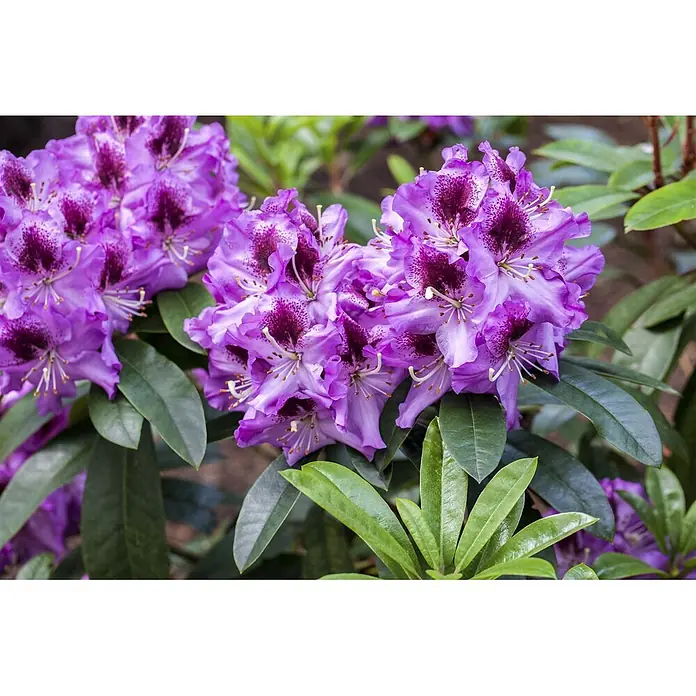 Pflanzen für dich Rhododendron 30-40 cm - Rhododendron 'Pfauenauge', Blütenfarbe: Violett - Leuchtend violette Rhododendronblüten mit dunklen Sprenkeln, umgeben von grünen Blättern.