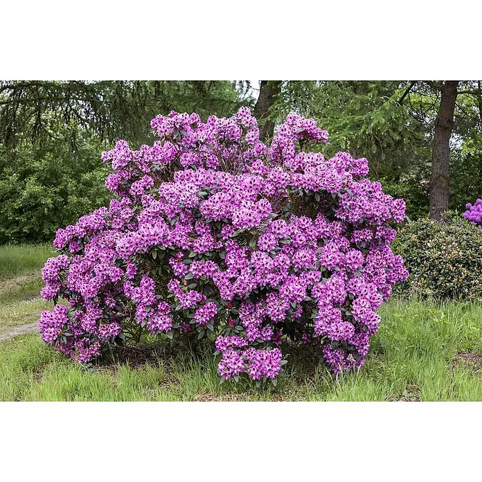 Pflanzen für dich Rhododendron 30-40 cm - Rhododendron 'Pfauenauge', Blütenfarbe: Violett - Leuchtend lila Rhododendronbusch in voller Blüte, umgeben von grünem Laub und Gras.