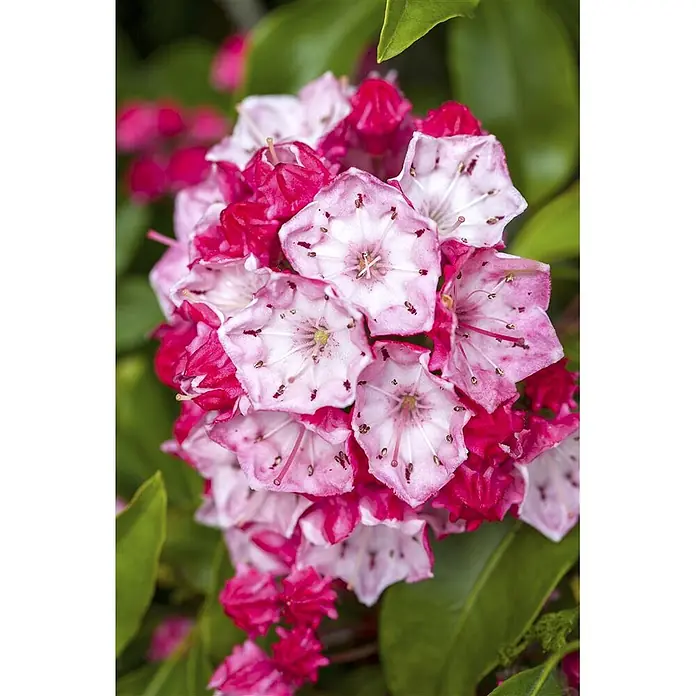 Pflanzen für dich Rhododendron 30-40 cm - Kalmia latifolia, Blütenfarbe: Rosa - Dichte Gruppe leuchtend pink-weißer, sternförmiger Berglorbeerblüten.