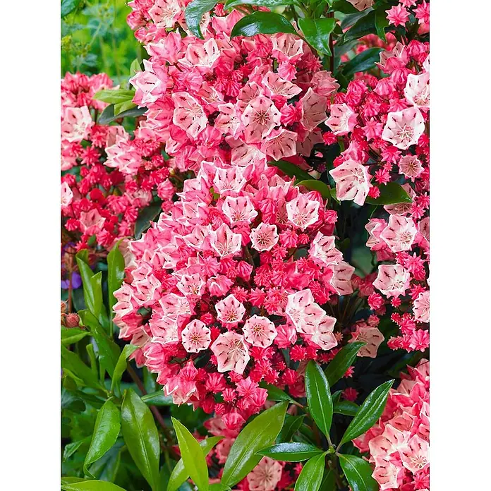 Pflanzen für dich Rhododendron 20-30 cm - Kalmia latifolia 'Ostbo Red', Blütenfarbe: Rot - Dichte Büschel leuchtend rosa Berglorbeerblüten mit zarten Mustern, umgeben von grünen Blättern.