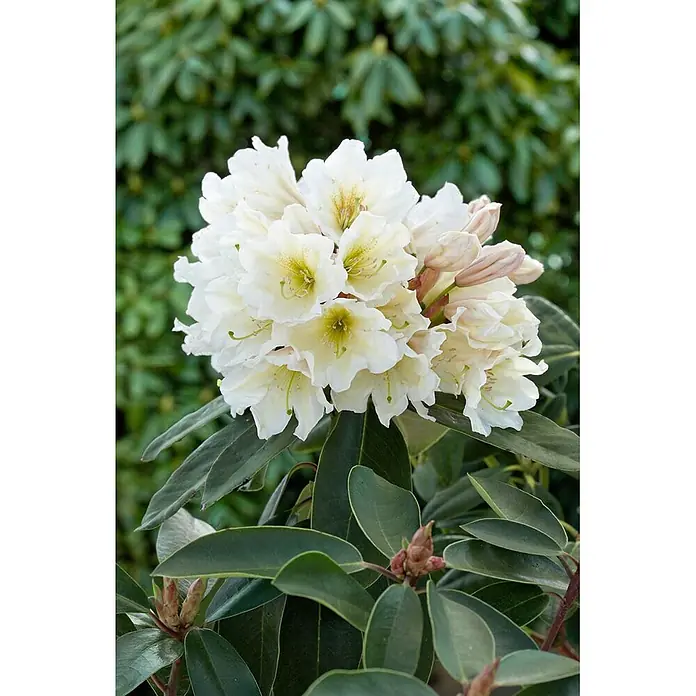 Pflanzen für dich Rhododendron 30-40 cm - Rhododendron, Blütenfarbe: Weiß - Weiße Rhododendronblüten in einer Gruppe, umgeben von dunkelgrünen Blättern.