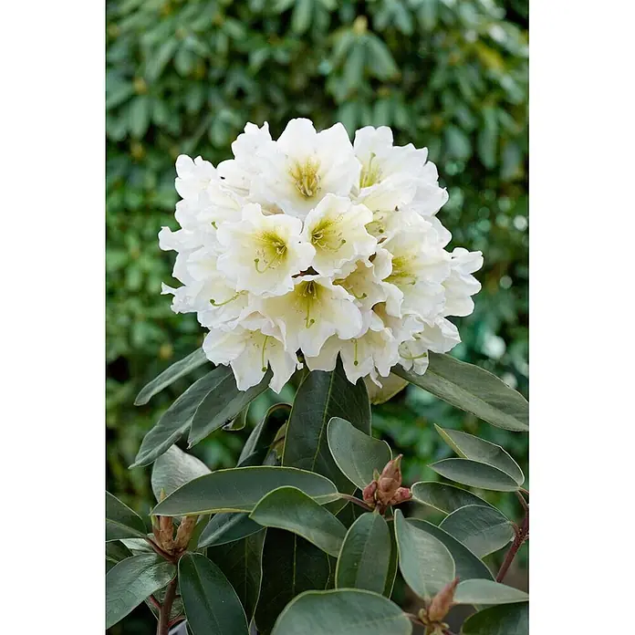 Pflanzen für dich Rhododendron 30-40 cm - Rhododendron, Blütenfarbe: Weiß - Nahaufnahme einer großen Gruppe weißer Rhododendronblüten mit hellgrünen und gelben Zentren.