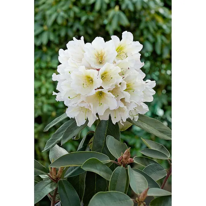 Pflanzen für dich Rhododendron 30-40 cm - Rhododendron, Blütenfarbe: Weiß - Eine Ansammlung weißer Rhododendronblüten mit grünen Zentren.