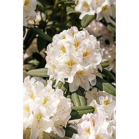 Pflanzen für dich  Rhododendron 40-50 cm