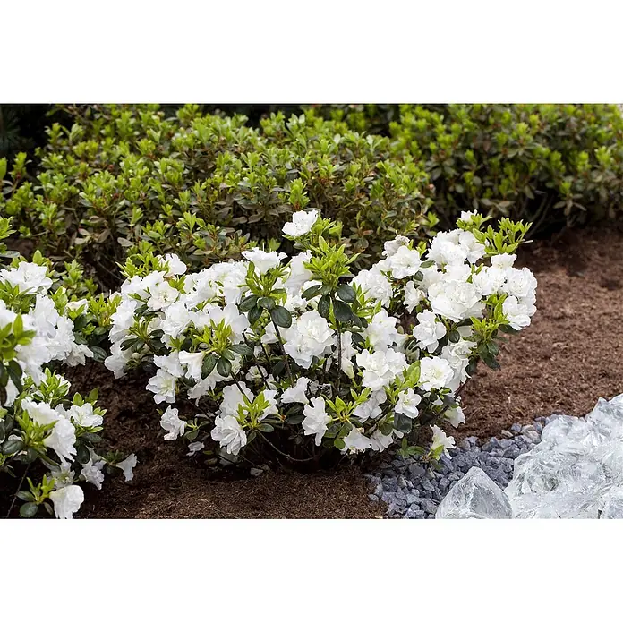 Pflanzen für dich Rhododendron 30-40 cm - Rhododendron obtusum 'Schneeperle', Blütenfarbe: Weiß - Weißer Azaleenstrauch mit vielen Blüten im Gartenbeet, umgeben von Grün und Zierkies/Glas.